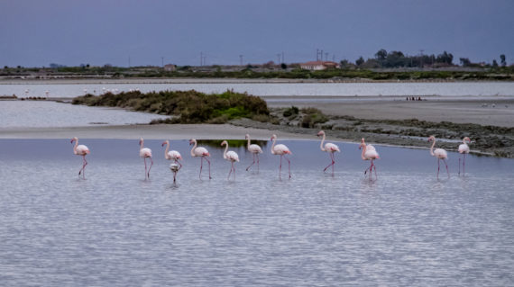 Messolonghi flamingos