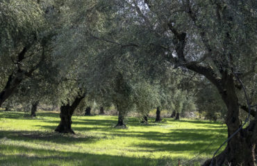 olive grove (1 of 1)-4